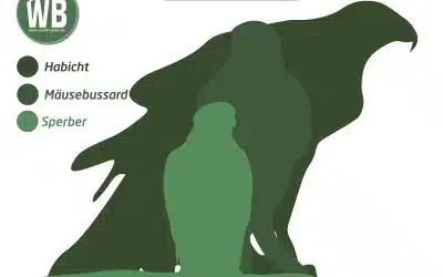 Habicht Größe – so groß ist der heimliche Jäger wirklich
