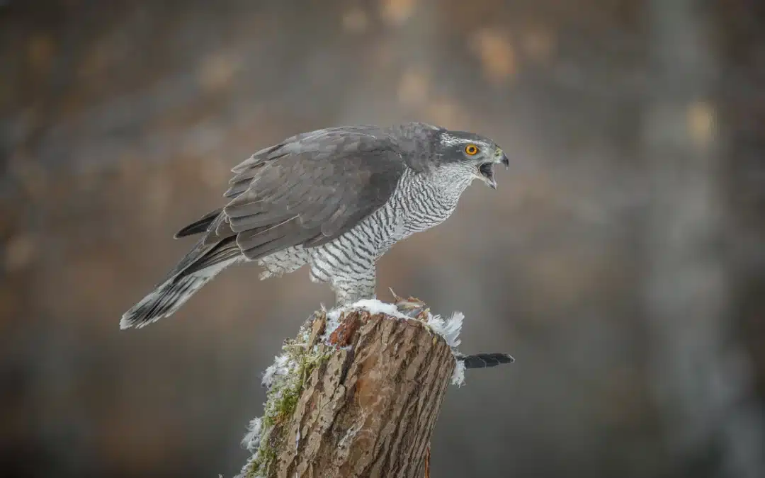 Der Habicht Ruf – Stimme eines lautlosen Jägers