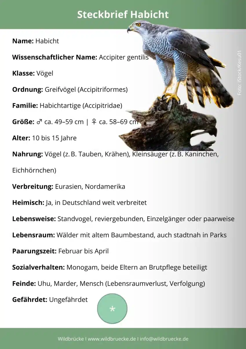 Habicht Steckbrief