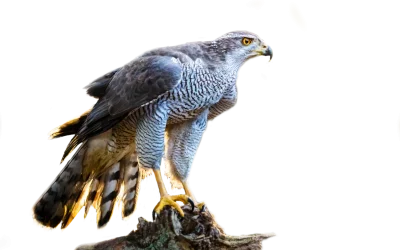 Habicht