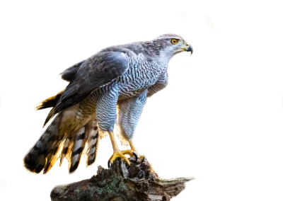 Habicht
