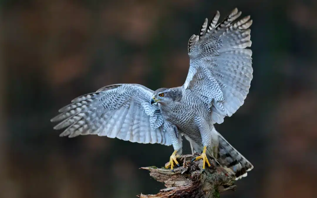 Der Hühner Habicht – ein beeindruckender Greif am Himmel
