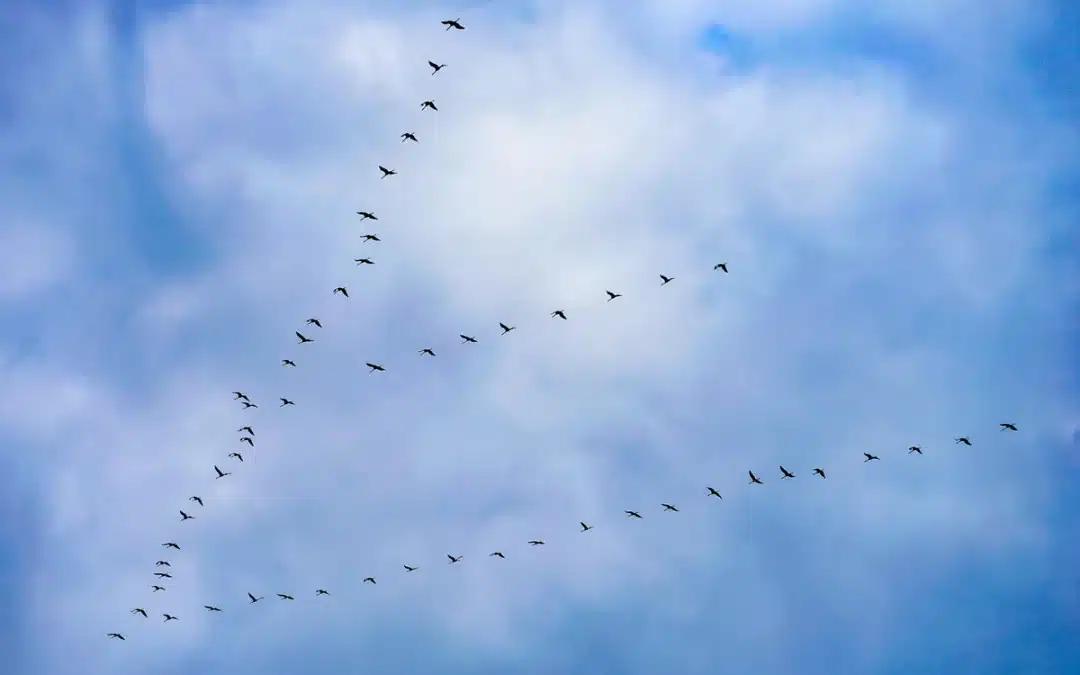 Kranich Flugbild – So erkennst du die Vögel am Himmel sofort