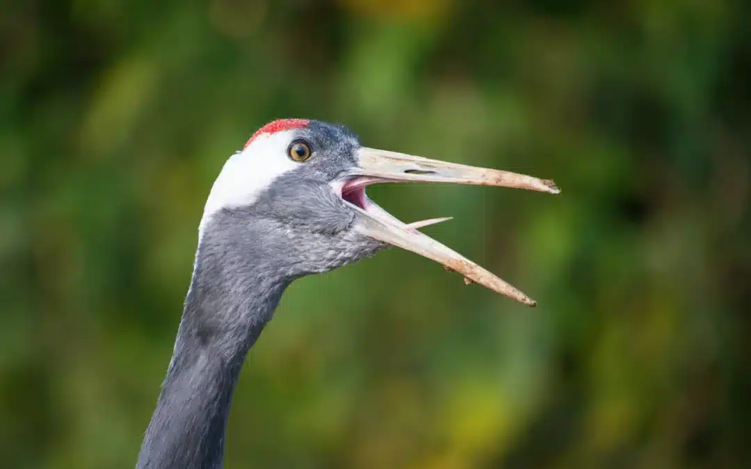Kranich Ruf – Was der Klang dieser Vögel über ihr Leben verrät