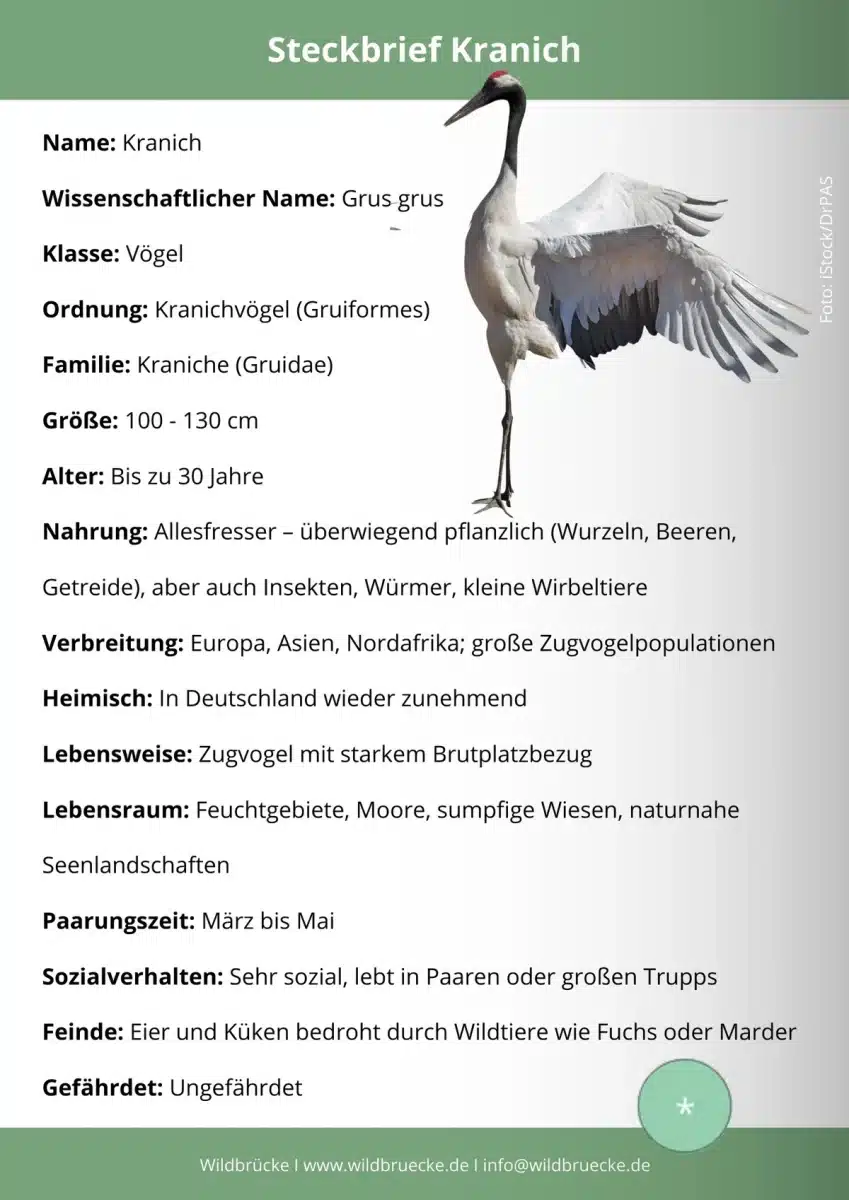 Kranich Steckbrief