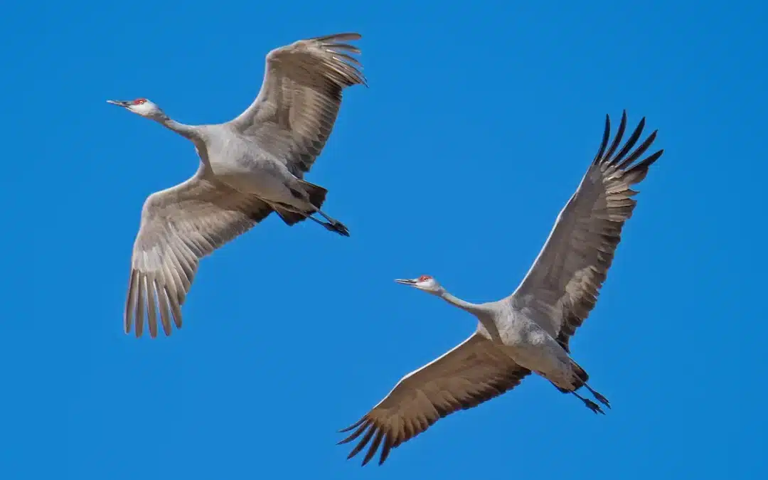 Kranich Zugvogel – Die beeindruckende Reise der eleganten Vögel