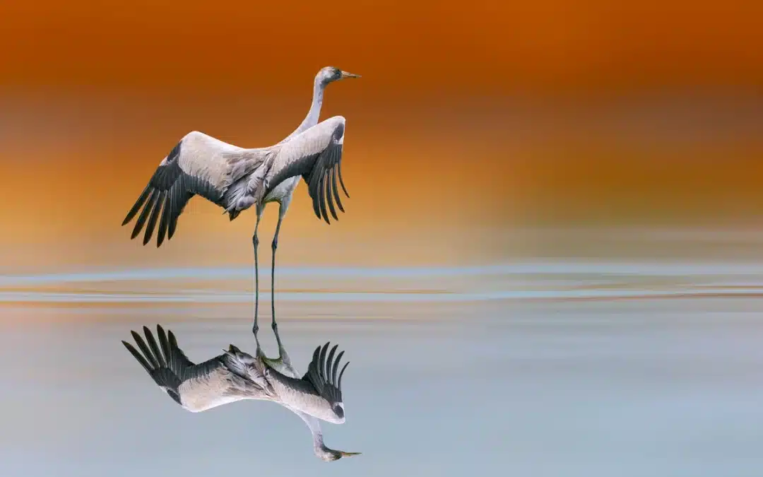 Kranich beobachten – So gelingt dir das Naturerlebnis