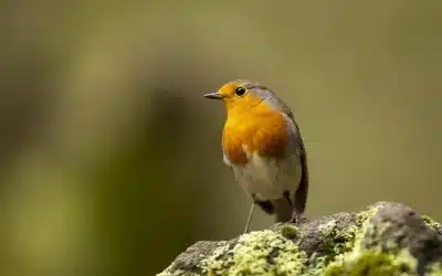 Lebenserwartung der Rotkehlchen: Was du über die Lebensdauer dieses Vogels wissen solltest
