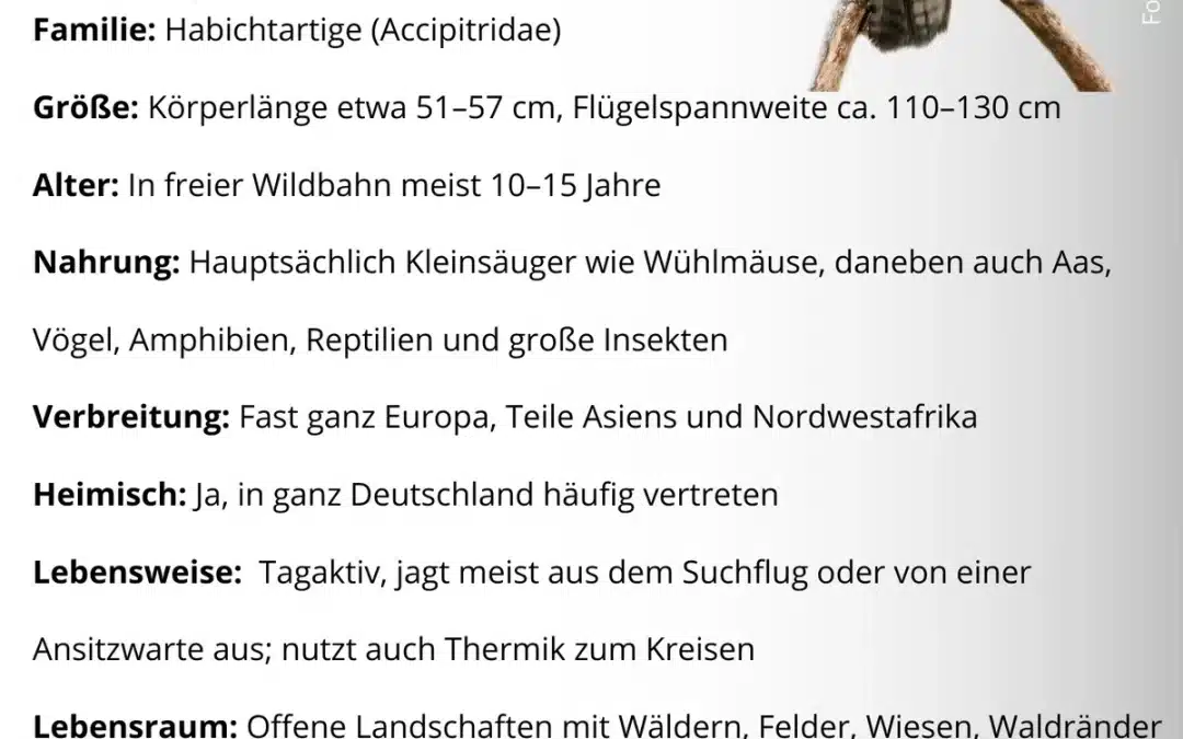 Mäusebussard Steckbrief – Der häufigste Greifvogel Europas im Porträt