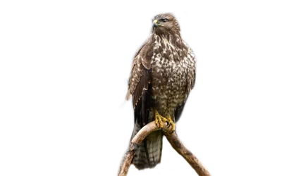 Mäusebussard