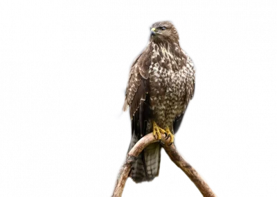 Mäusebussard