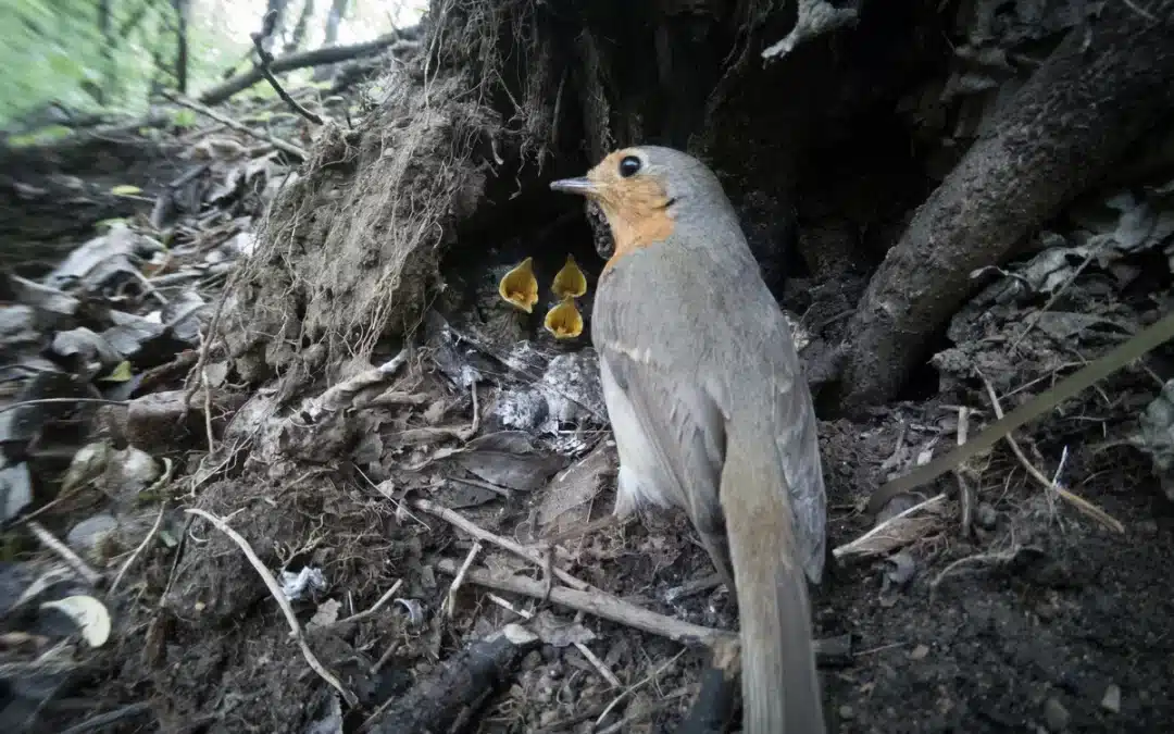 Der perfekte Nistkasten für Rotkehlchen: Wie du den idealen Lebensraum schaffst