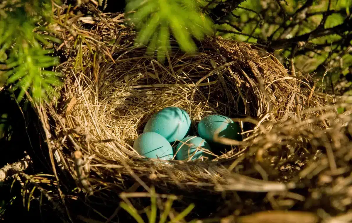 Rotkehlchen Eier im Nest - Wildtiere in Europa