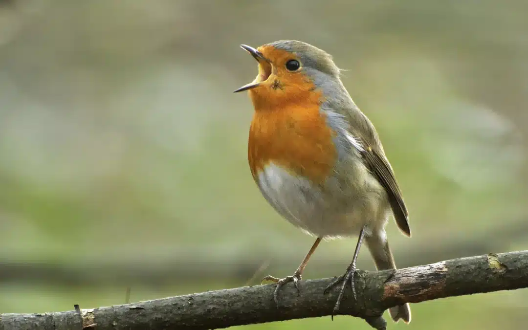 Der Rotkehlchen Gesang: Ein faszinierendes Naturerlebnis