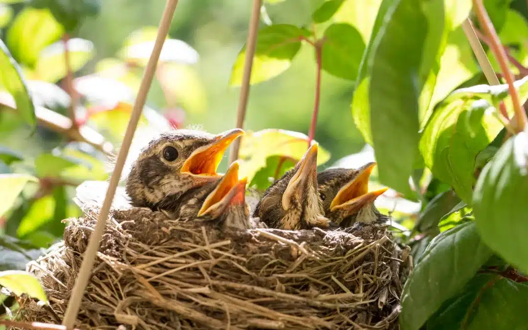 Rotkehlchen Küken: Ein Einblick in das Leben der jungen Vögel