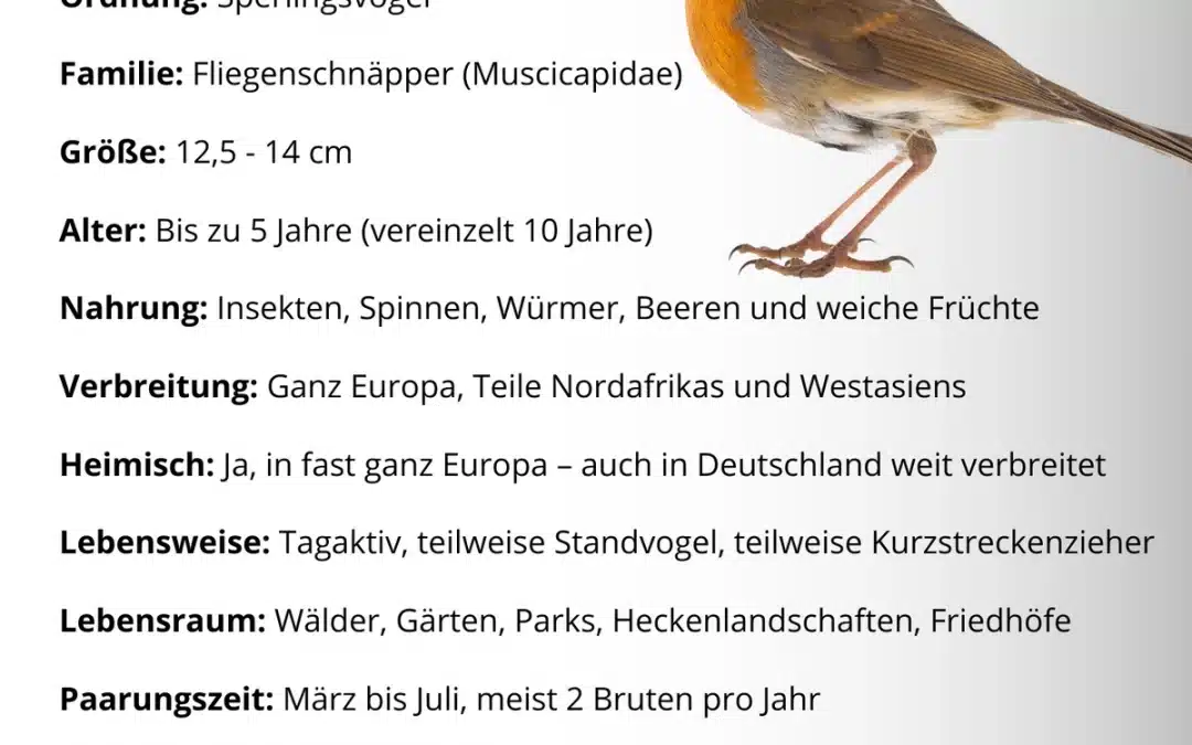 Rotkehlchen Steckbrief: Alles, was du über den kleinen Gartenbewohner wissen musst
