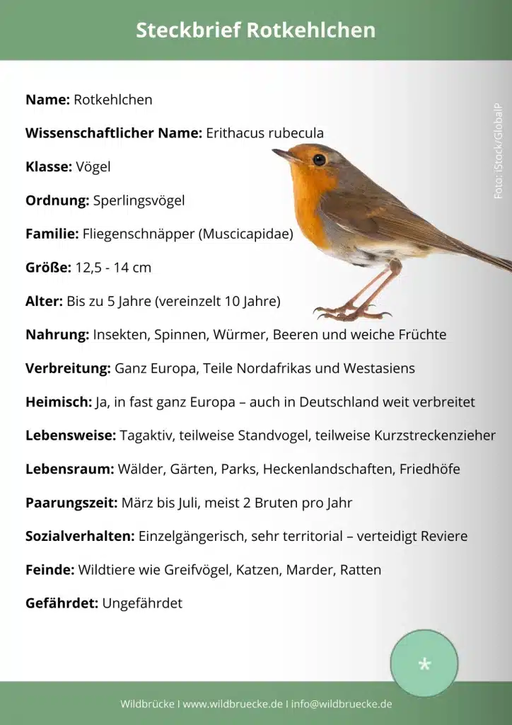 Rotkehlchen Steckbrief