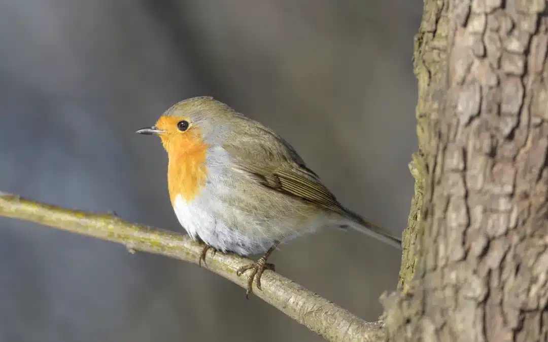 Das Rotkehlchen Weibchen: Einblicke in das Leben des weiblichen Rotkehlchens