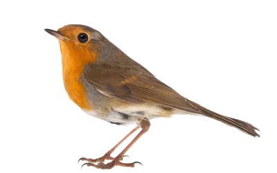 Rotkehlchen