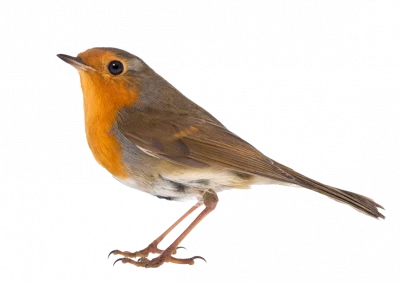 Rotkehlchen