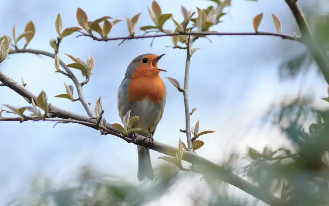 Rotkehlchen Vogelstimmen: So klingt der kleine Sänger wirklich