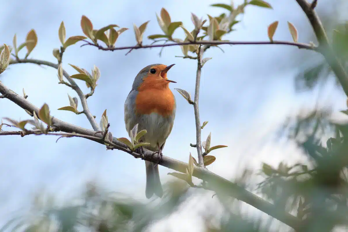 Singendes Rotkehlchen - Wildtiere in Europa