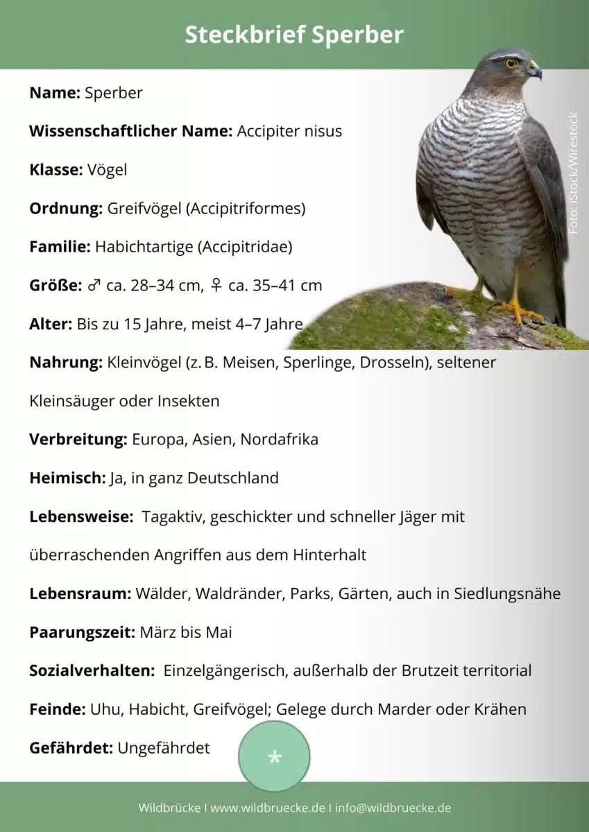 Sperber Steckbrief