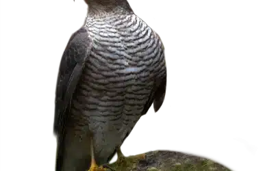 Sperber