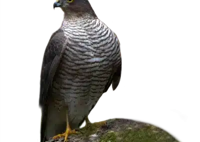 Sperber