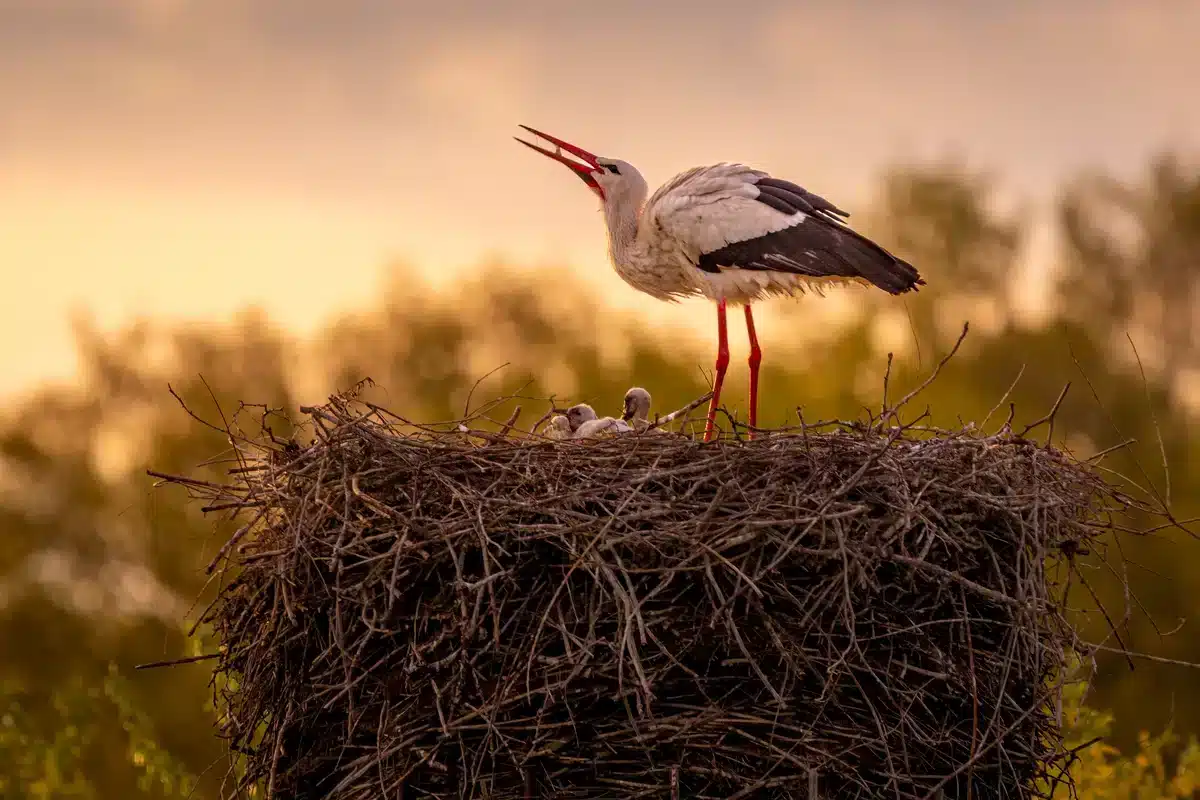 Storch Brutzeit - Vögel in Europa