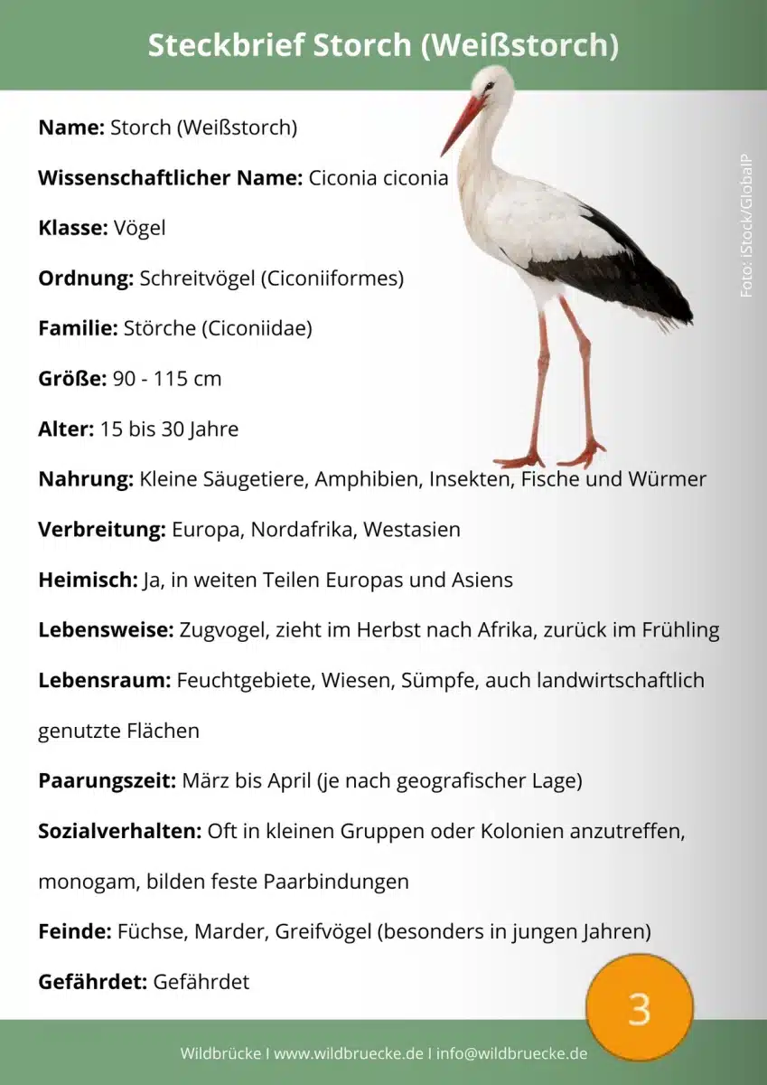 Storch Steckbrief
