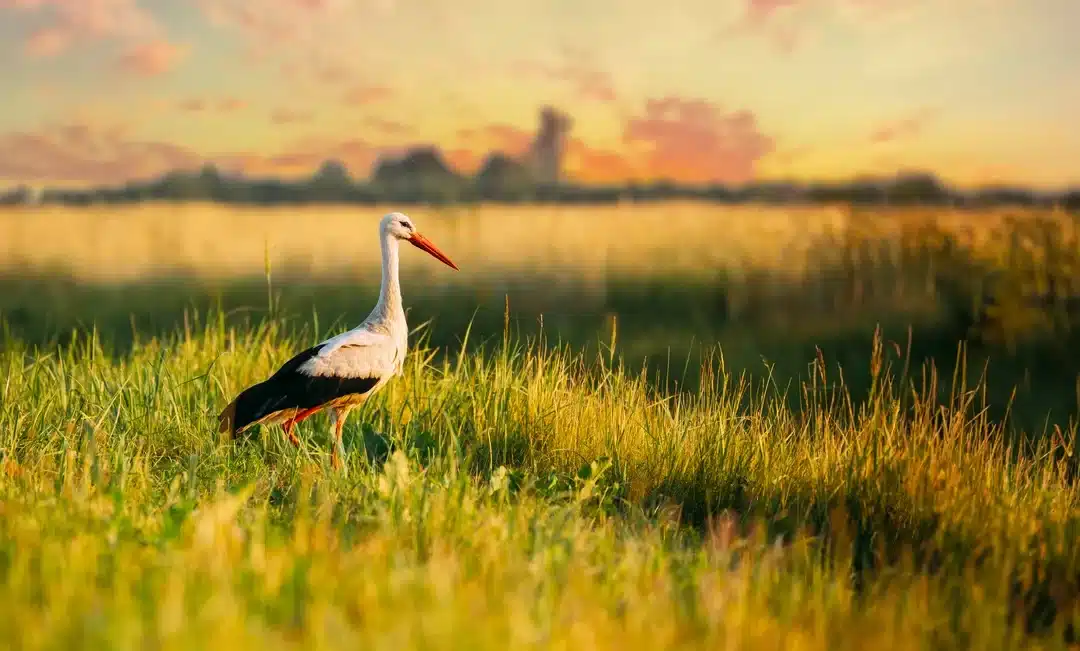 Storch in Bayern: Wo du die majestätischen Vögel heute wieder beobachten kannst