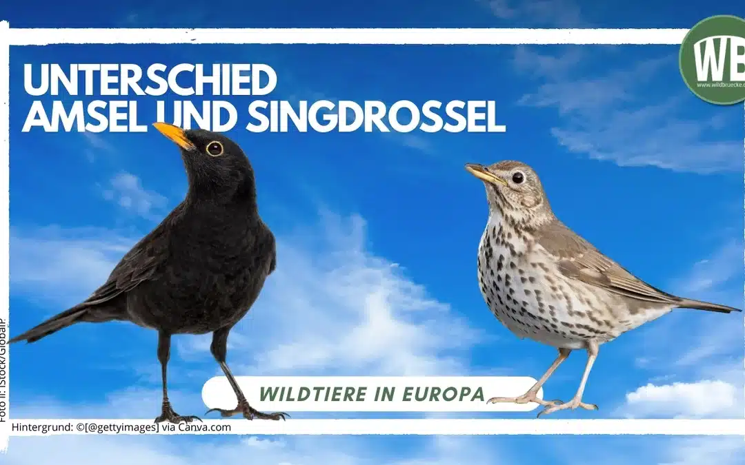 Amsel oder Drossel? Die Gemeinsamkeiten und Unterschiede zur Singdrossel
