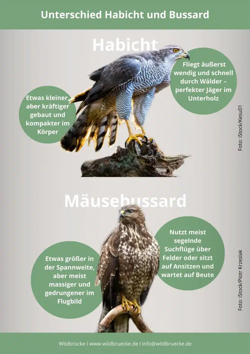 Unterschied Habicht  und Bussard