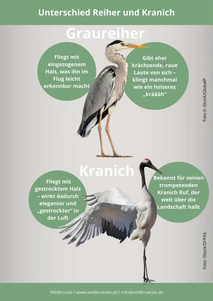 Unterschied Reiher und Kranich