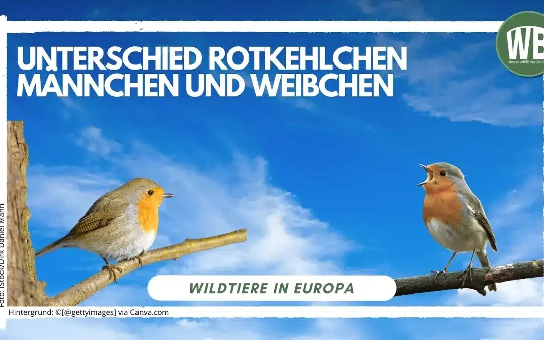 Rotkehlchen Männchen und Weibchen: So erkennst du den Unterschied