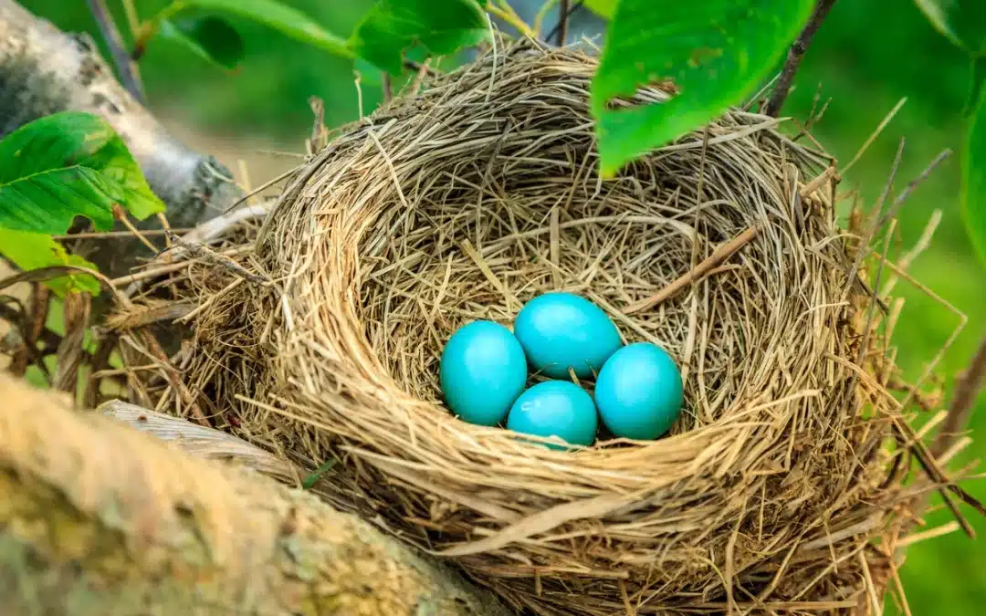 Wann brüten Rotkehlchen? So läuft die Brutzeit der kleinen Sänger ab