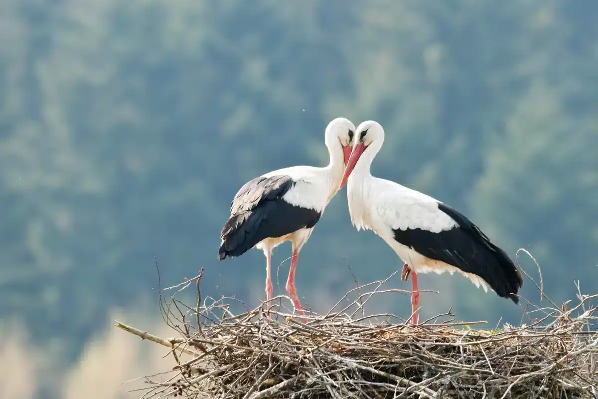 Warum klappern Störche - Vögel in Europa