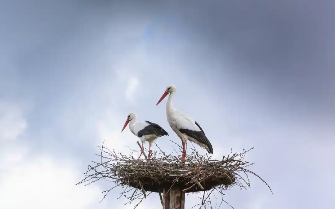 Warum klappert der Storch? Die Sprache der Vögel verstehen