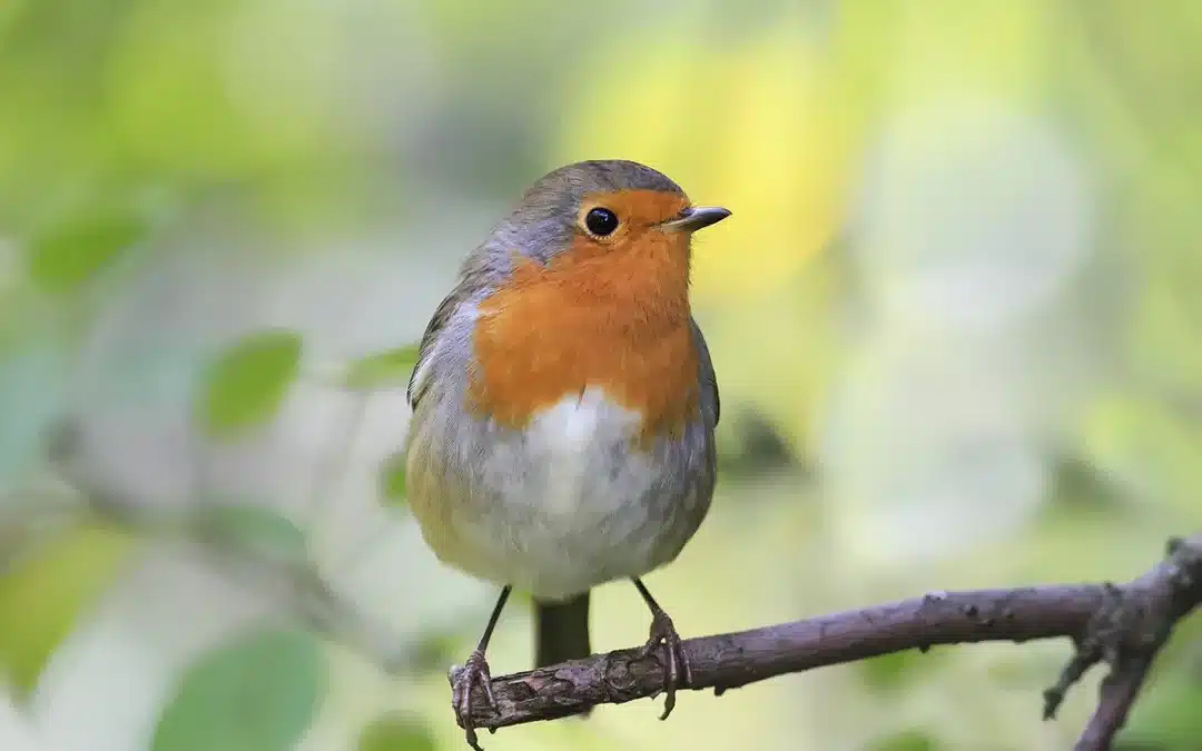 Warum werden Rotkehlchen nicht alt? Die Gründe hinter der kurzen Lebensdauer