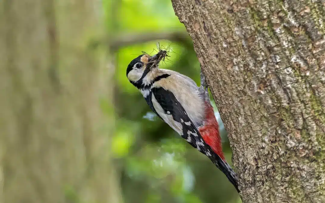 Was frisst ein Buntspecht? Ein Blick in den Speiseplan des gefiederten Waldarbeiters
