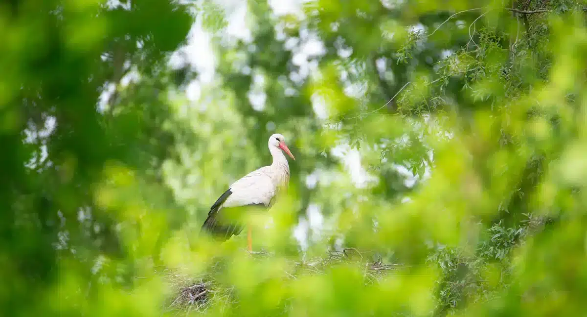 Was macht der Storch in Bayern - Vögel in Europa