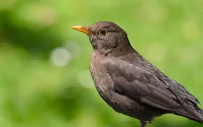 Wie alt wird eine Amsel? Überraschende Fakten zur Lebenserwartung