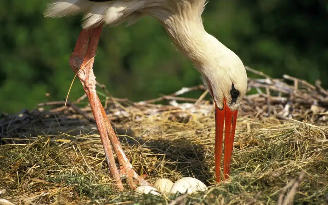 Wie lange brütet ein Storch? Alles über die Brutdauer der faszinierenden Vögel