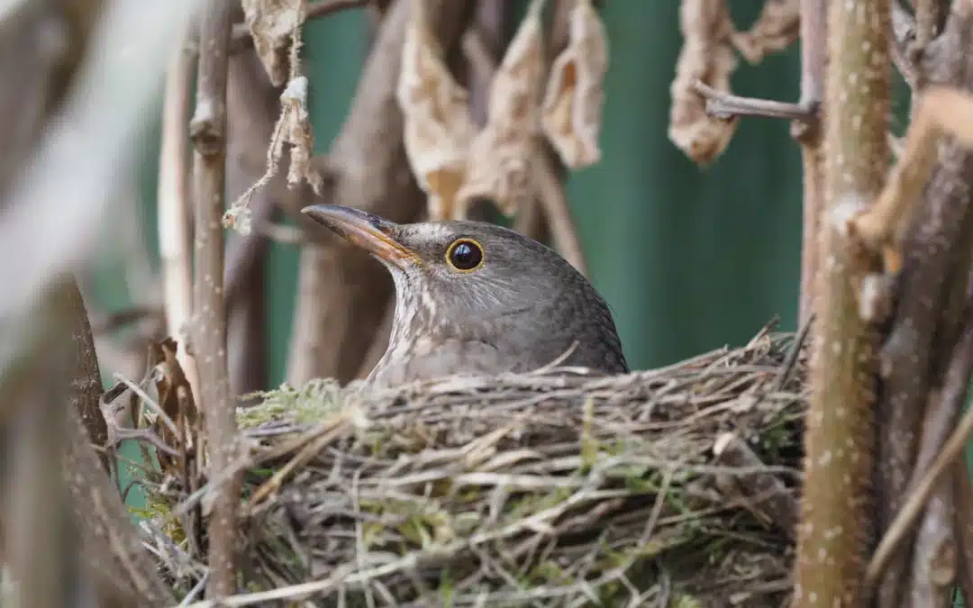 Wie lange brütet eine Amsel? Wissenswertes über die Brutzeit dieser Singvögel