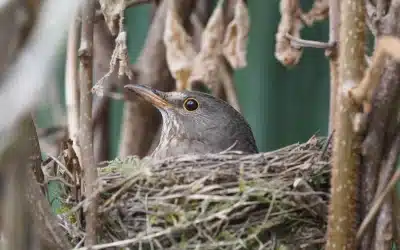 Wie lange brütet eine Amsel? Wissenswertes über die Brutzeit dieser Singvögel