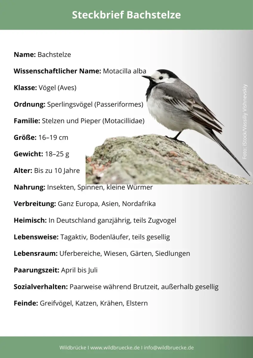 Bachstelze Steckbrief
