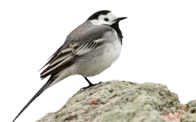 Bachstelze