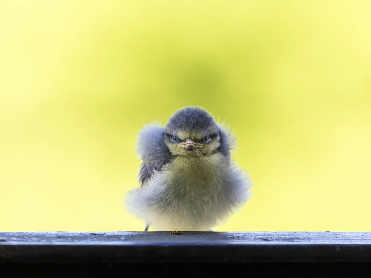 Blaumeise Babys - Vögel in Europa Blaumeise Babys - Vögel in Europa