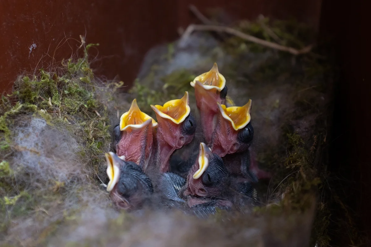 Blaumeise Babys im Nest - Vögel in Europa Blaumeise Babys im Nest - Vögel in Europa